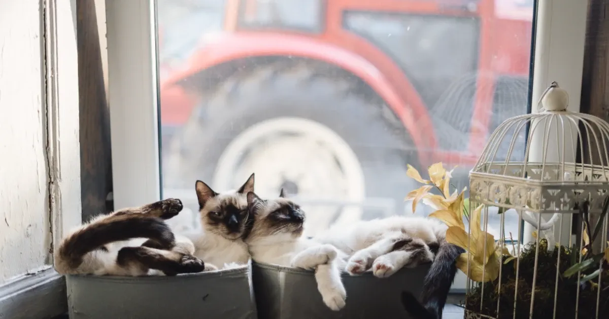 Hospedagem para gatos é diferente? Como escolher bem?